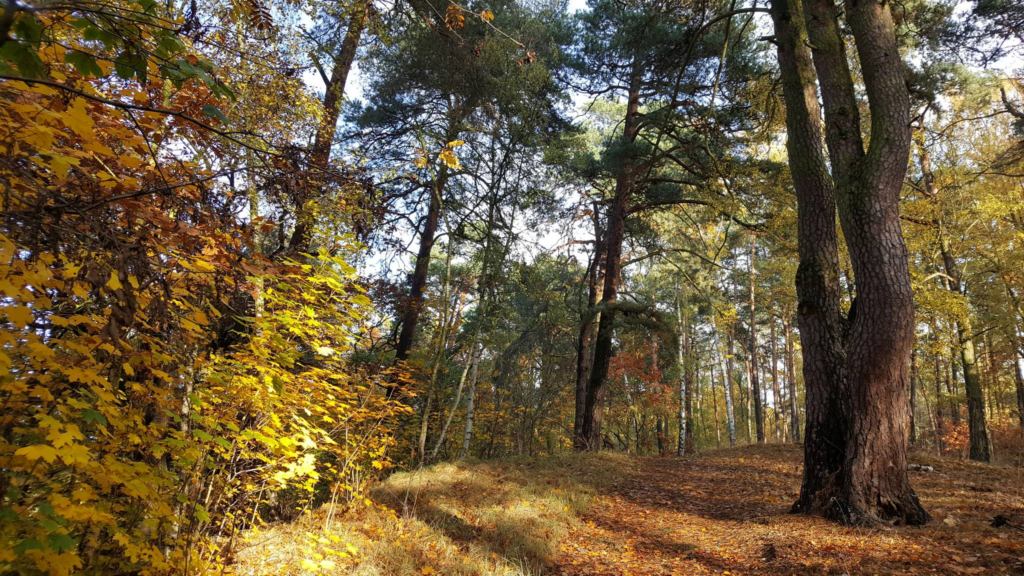 image 117ba270 3ad2 40d8 9746 3625fd118213.png