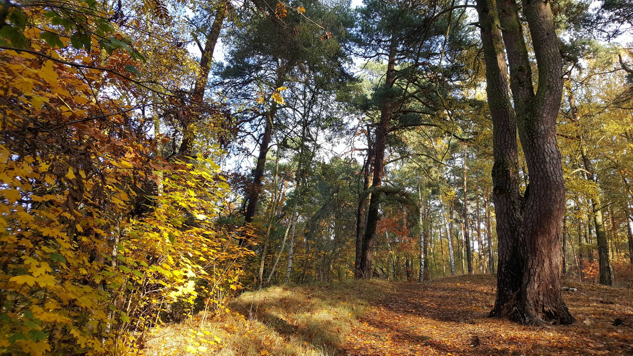 image 117ba270 3ad2 40d8 9746 3625fd118213.png