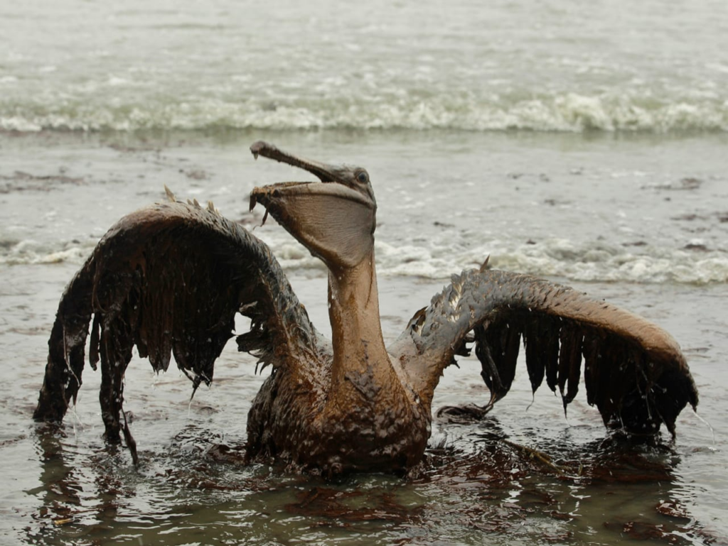 image 24cb43e4 f46c 4b0a a31c ec52588a2cc4.png