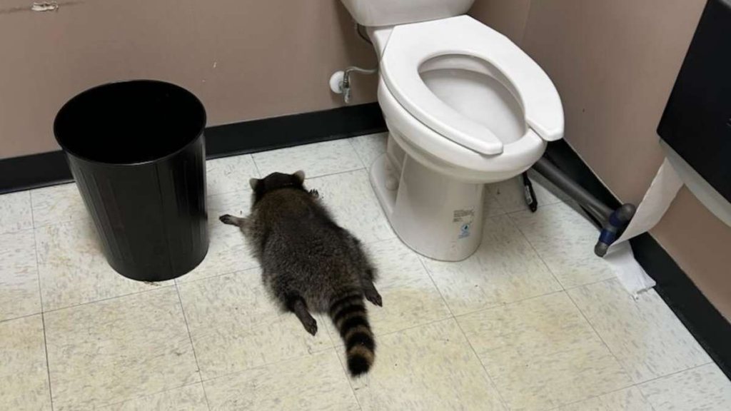 image 9461d018 48b8 4a22 b6bf bd4b8bbd833d.png