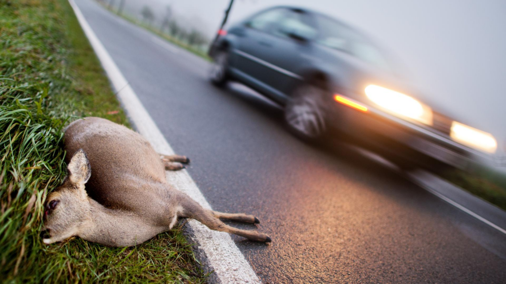 image e4603cf3 1baf 441d 895e d0f9ca0845e6.png