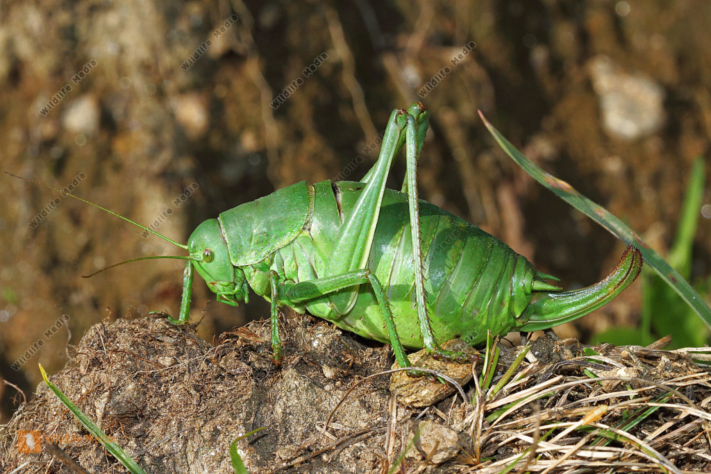 image e4d20a90 e3c3 4d1f a511 15b748143c42.png