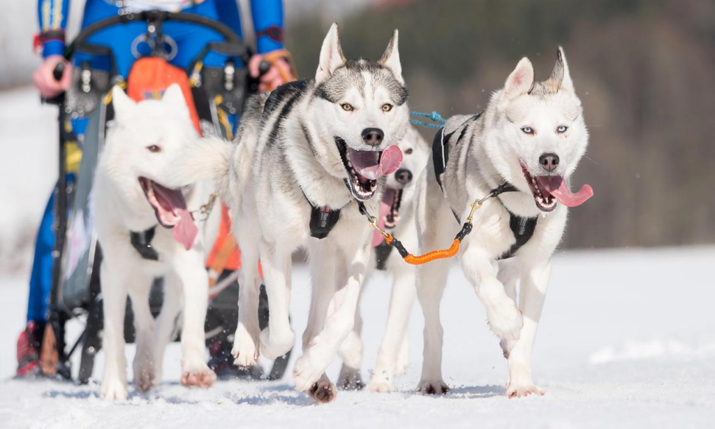 image a2010531 1ca2 42ce bff6 01a7c8f994ad.png