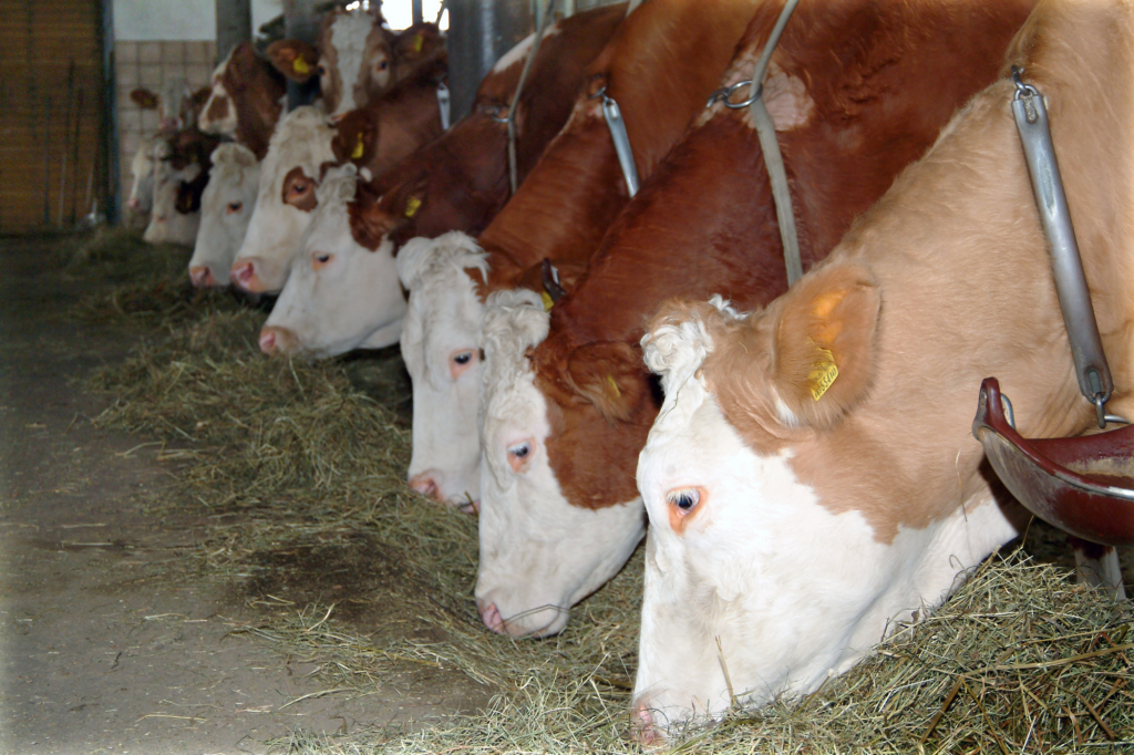 image f58ba303 9bfc 41a0 b3aa 6148027d9125.png