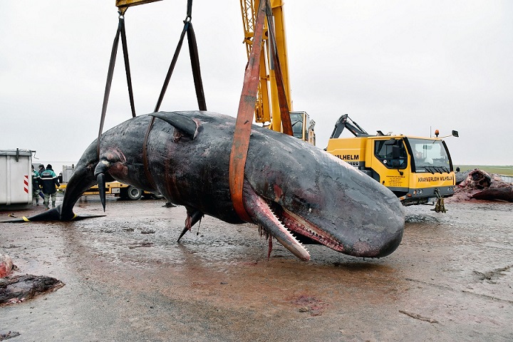 Home pm160323 pottwale krahn2.jpg