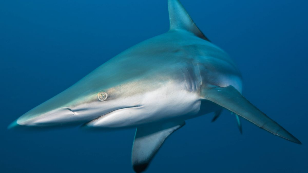 image 33e8d5b2 c83b 4772 9a26 db284298085c.png