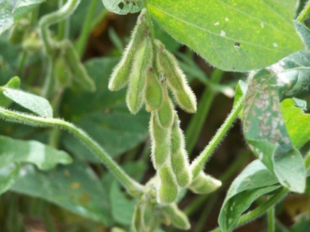 Soja-Moratorium: Droht ein Rückschlag für den Regenwaldschutz? image 5f2f2089 998b 4179 a7e7 8744024a7555.png