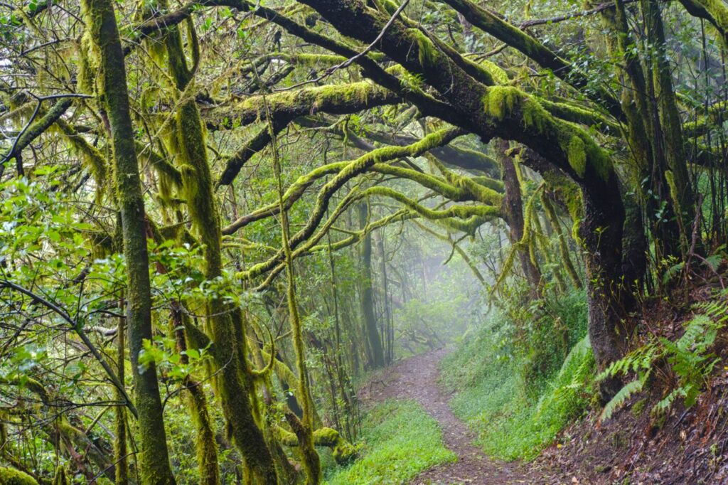 01 lagomera m 10649940 jpg 90597 .jpg