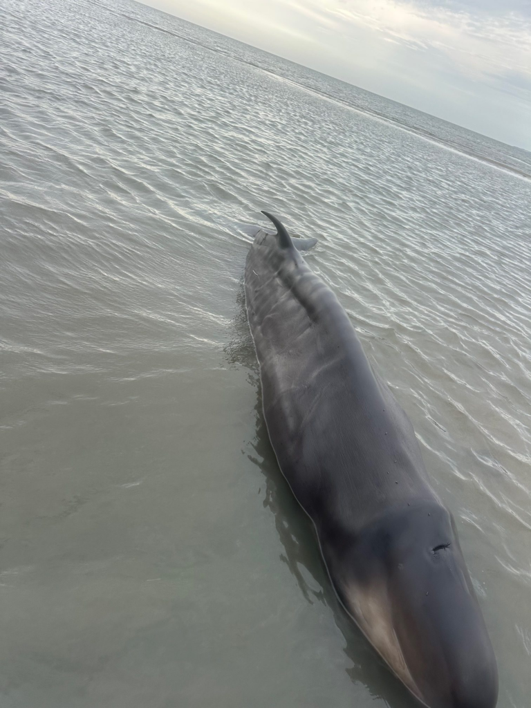 image 00238eb1 213c 4116 9b98 942cd8da5079.png