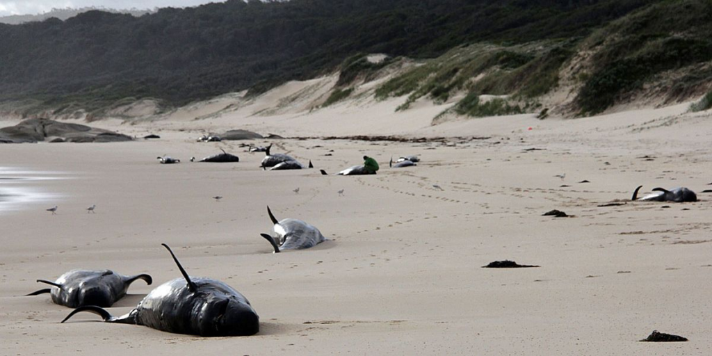 image 272c78c9 2e68 438d 91f2 28ae98ecacb3.png