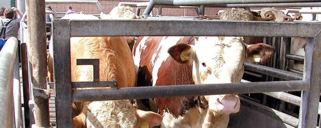 image 755ab0be 3316 4ae4 9a6f 6b19e1431c35.png