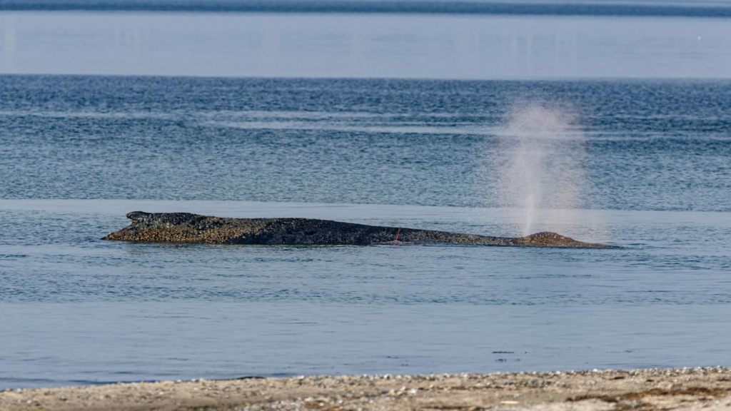 Wal Rettungsaktion: Warum wir um den gestrandeten Buckelwal trauern image b87bd075 c4a5 49f7 affe 01d15e6c6319.png